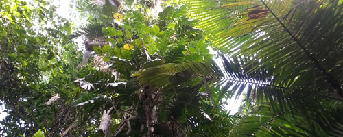 treetops in the Australian rainforest