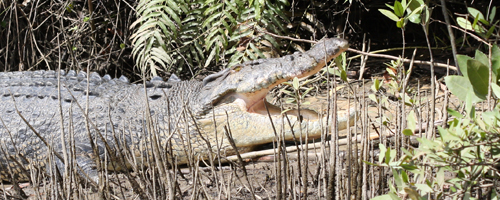 Alligator in Australia