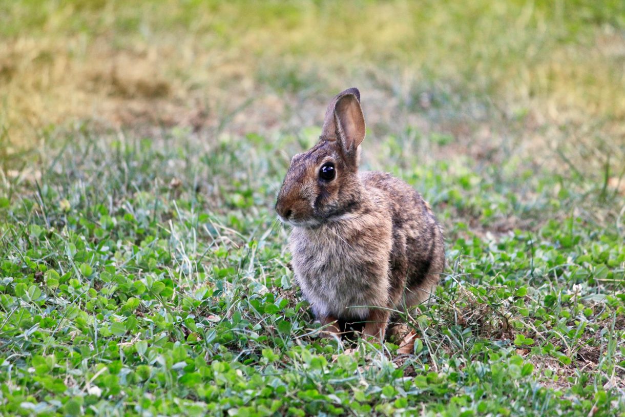 New York College Campus Locations | Adelphi University