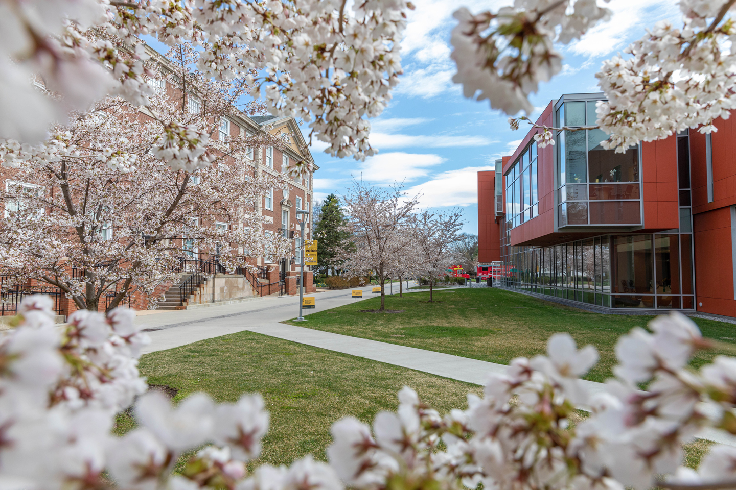 White cherry blossoms frame a view of the Nexus Building.