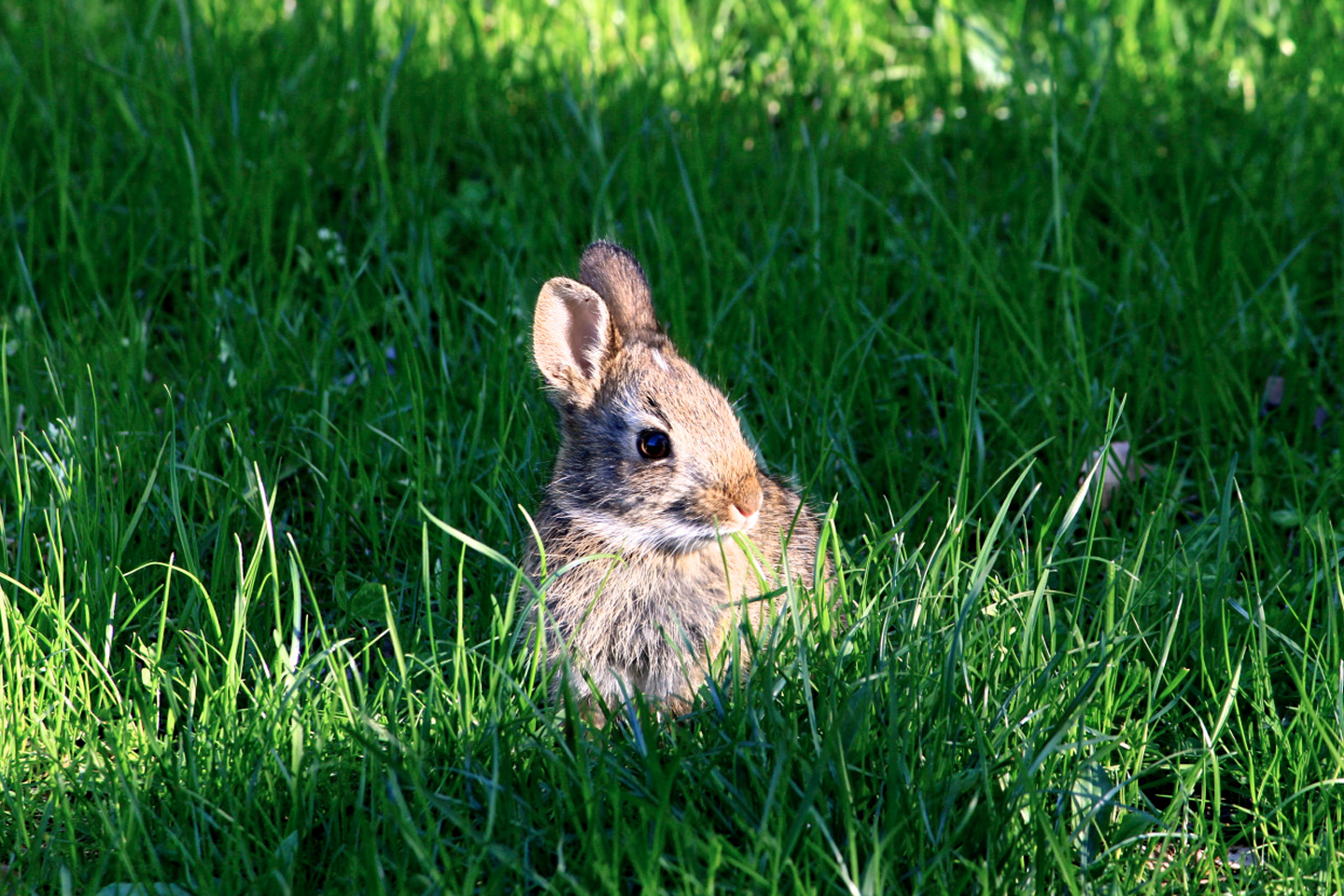 One of the many rabbits that can be seen on campus.