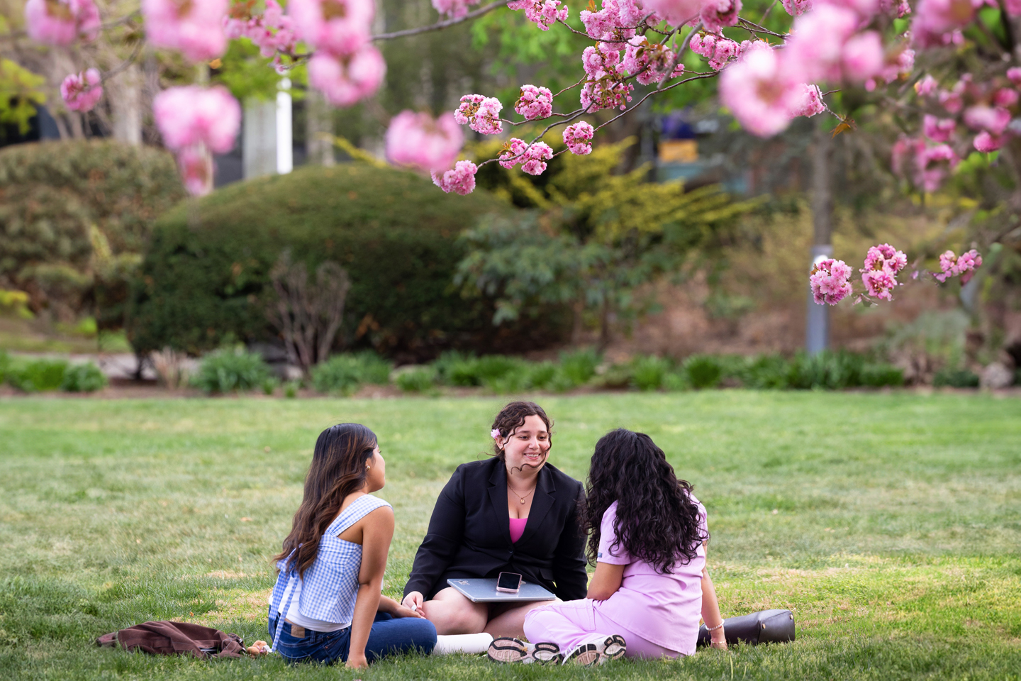 Three students sit on the lawn under a cherry tree.