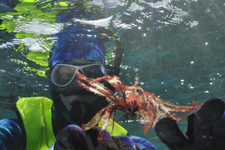 Student diving with starfish in Australia during an Adelphi faculty-led trip.