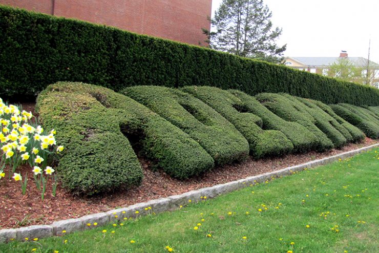 "Adelphi University" is written out in scrubs on South Avenue