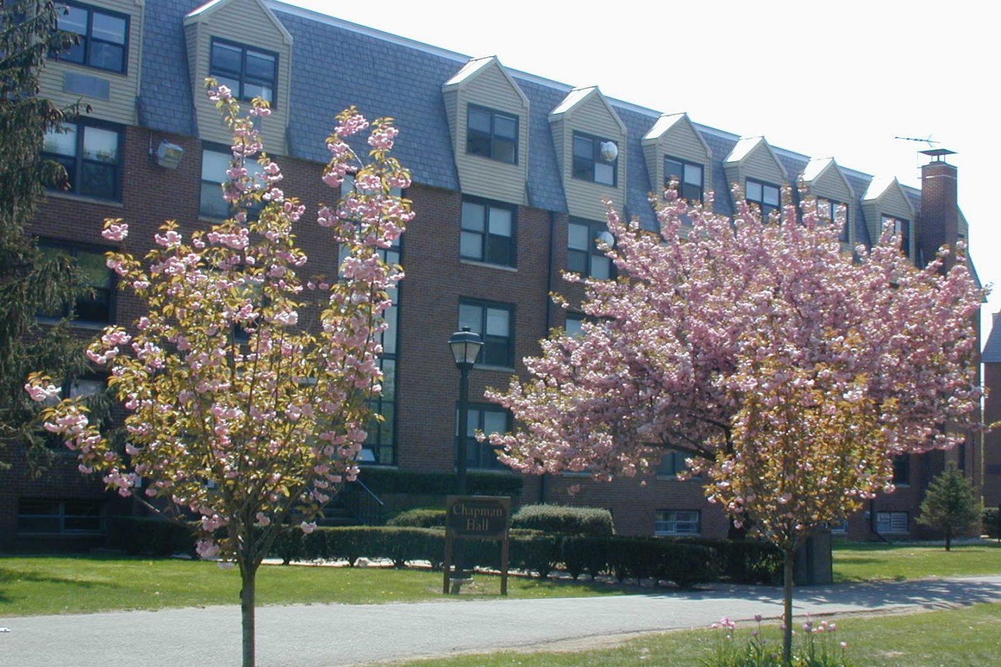 Chapman Hall in the spring with pink flowered trees