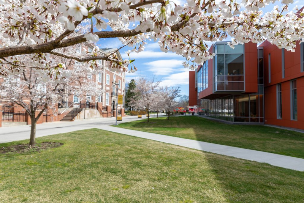 Cherry blossoms on campus