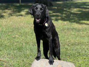 A Black Labrador Retriever standing on a big rock.