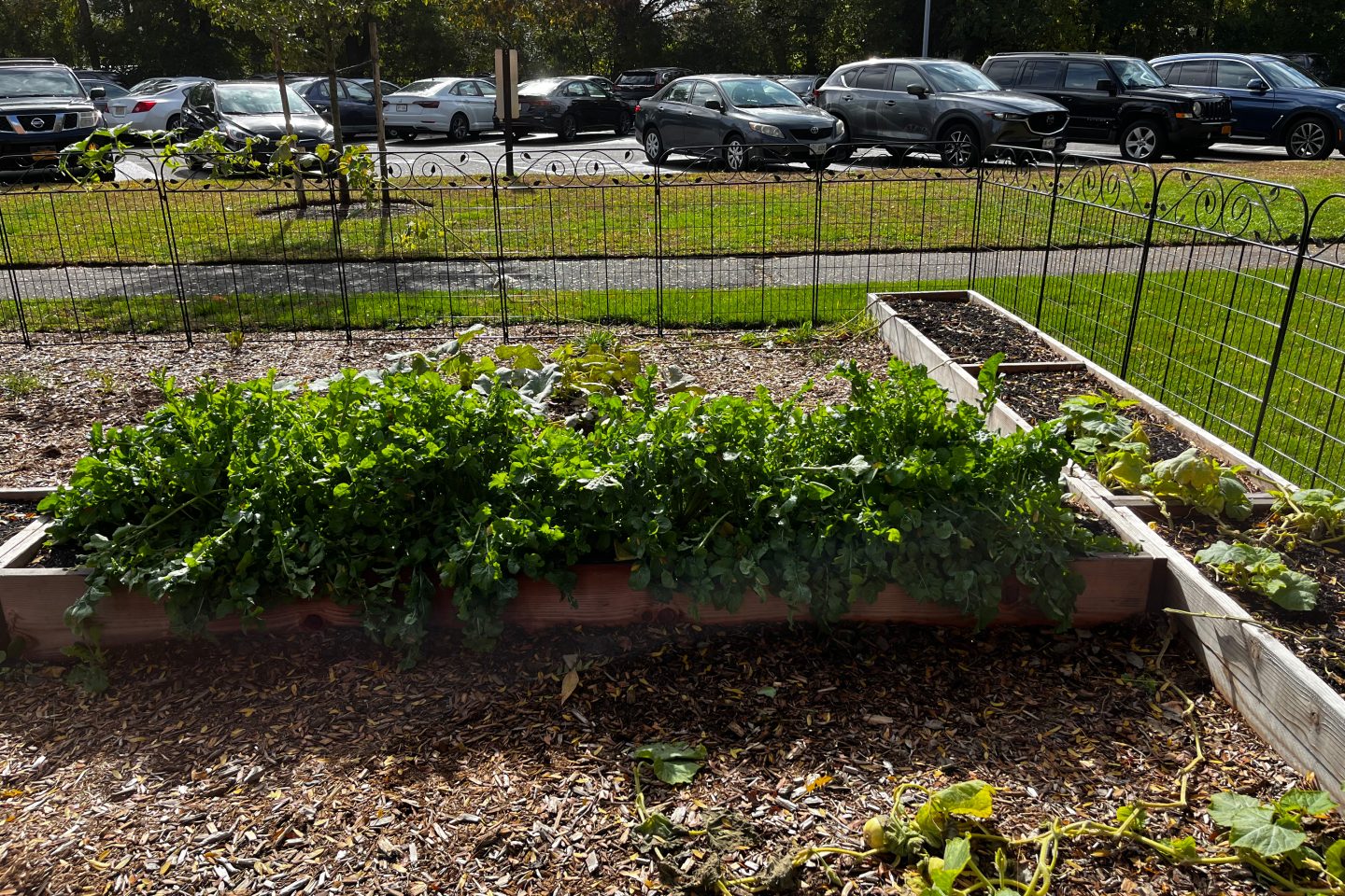 A view of the lush green vegetables growing in the Adelphi University community garden beds.