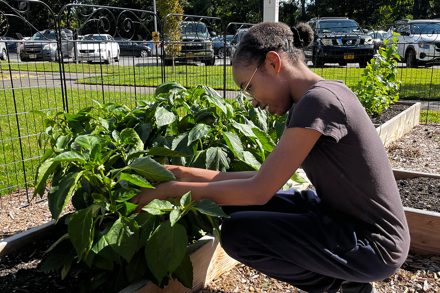 Student garden volunteer tending to the plants in the Adelphi University Community Garden.