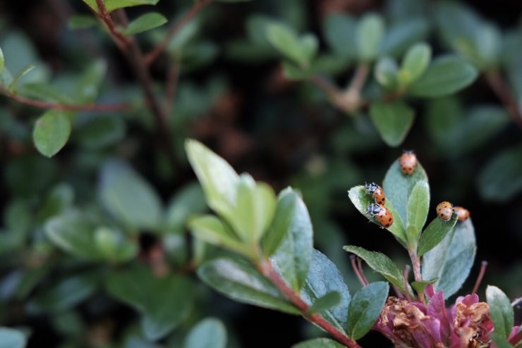 Ladybugs are used as pest control on campus