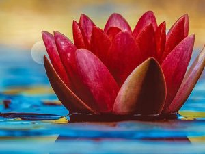 a lotus flower in water