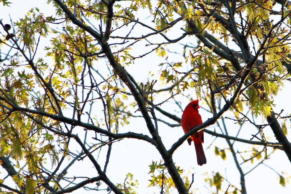 Visitor's Guide to Adelphi University