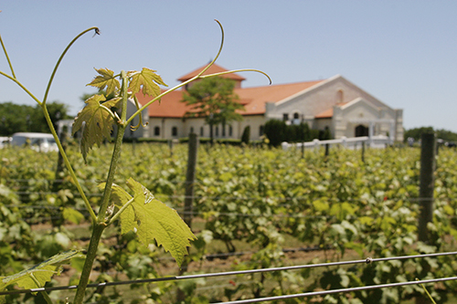 Vineyard on Long Island, NY.