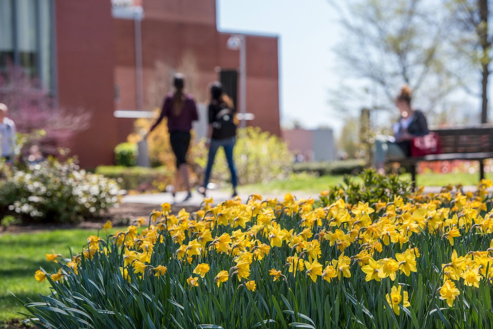 Daffodils on Adelphi's Garden City Campus in the spring.