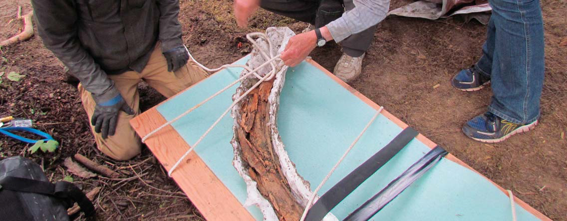 Packing up the tusk for extraction.