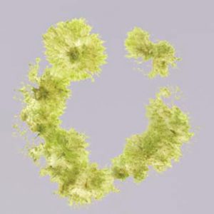 Microscopic view of mutant moss.