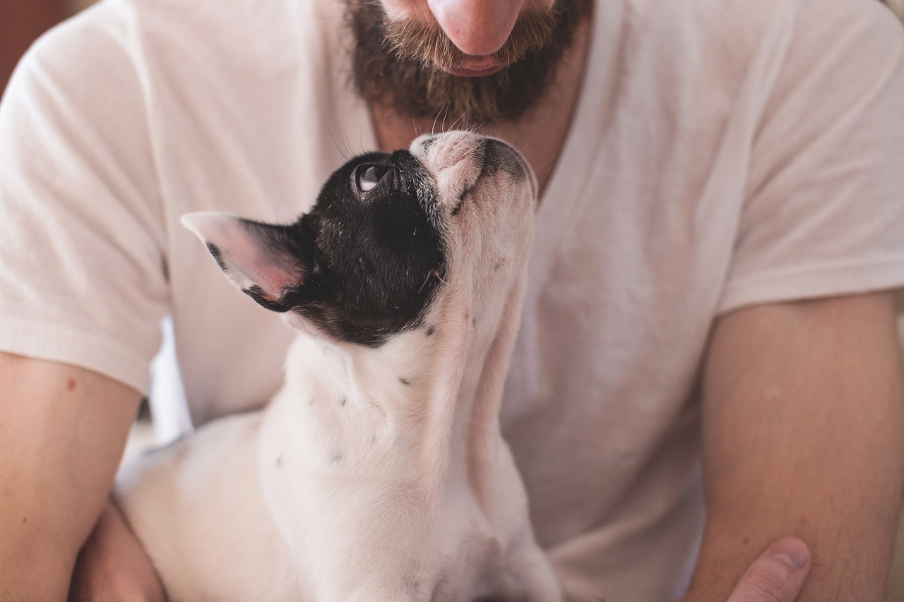 man and french bulldog