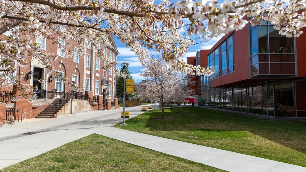 Adelphi campus in the spring