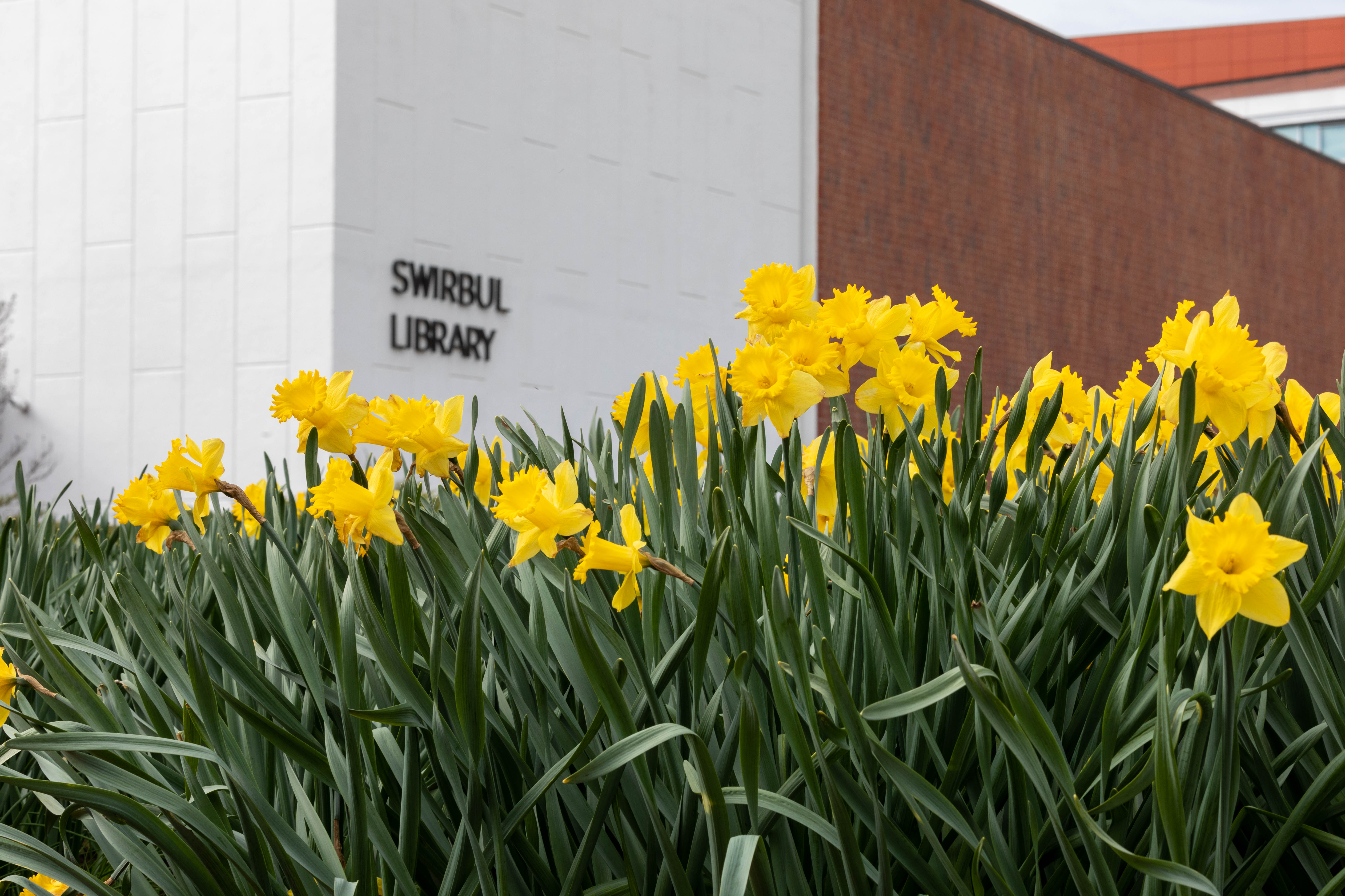 access my library account