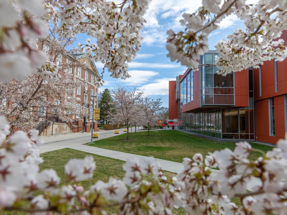 Spring blossoms on Adelphi University&#039;s spring campus. Nexus and Levermore Hall.