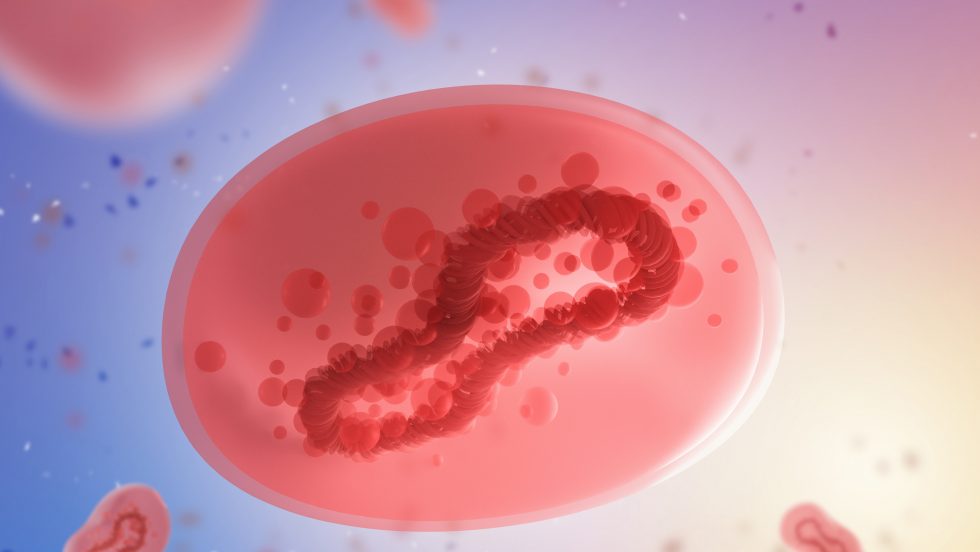 Monkeypox virus - An illustration of the cell