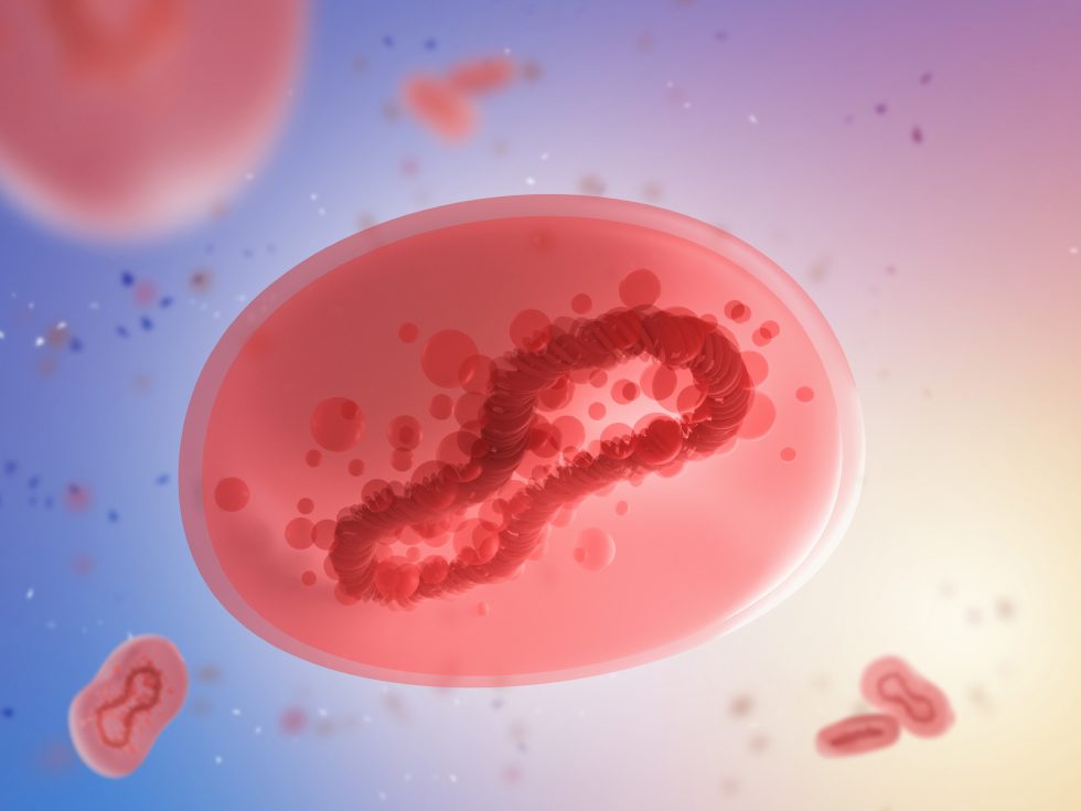 Monkeypox virus - An illustration of the cell