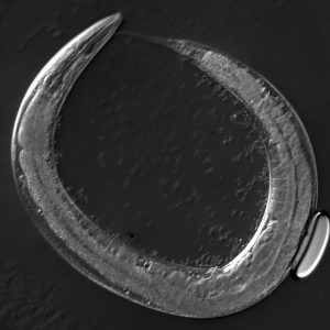 organism Caenorhabditis elegans (C. elegans)