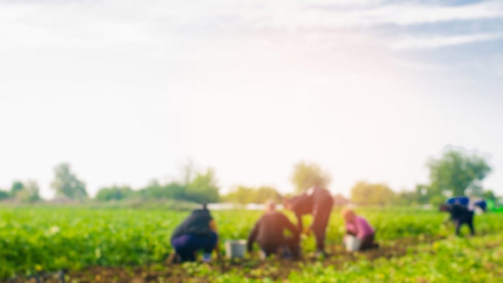 workers work on the field: blurred background