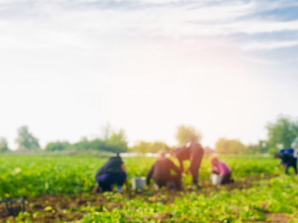 workers work on the field: blurred background