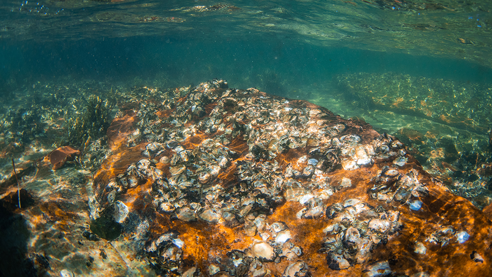 A photo of a bed of hundreds of oysters in clear, clean water. The bed is surrounded by seagrass.