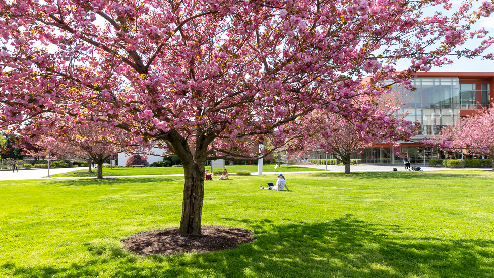 A cherry tree with pink blossoms in full bloom in front of Adelphi's Nexus Building