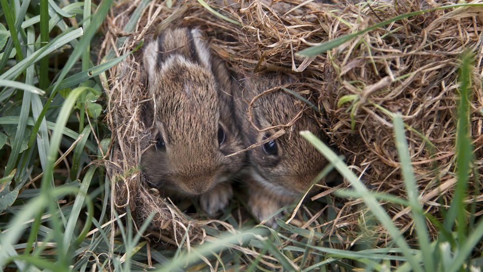  Two baby rabbits huddled in a nest.