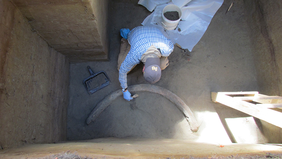 An overhead view of a man from the back in a blue-and-white shirt brushing off an archaeological artifact.