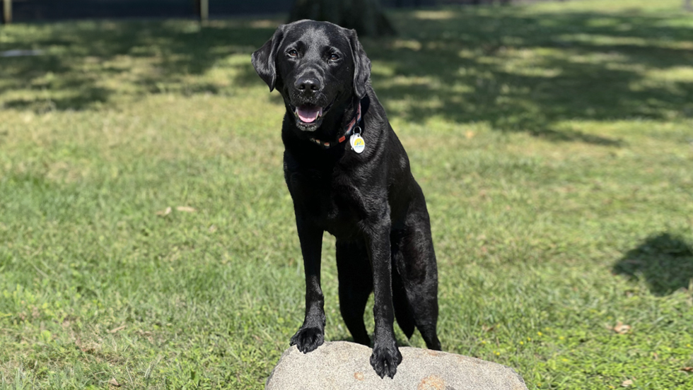 A Black Labrador Retriever standing on a big rock.