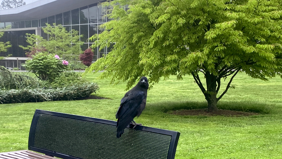 A very large black bird rests on the back of a bench on campus.