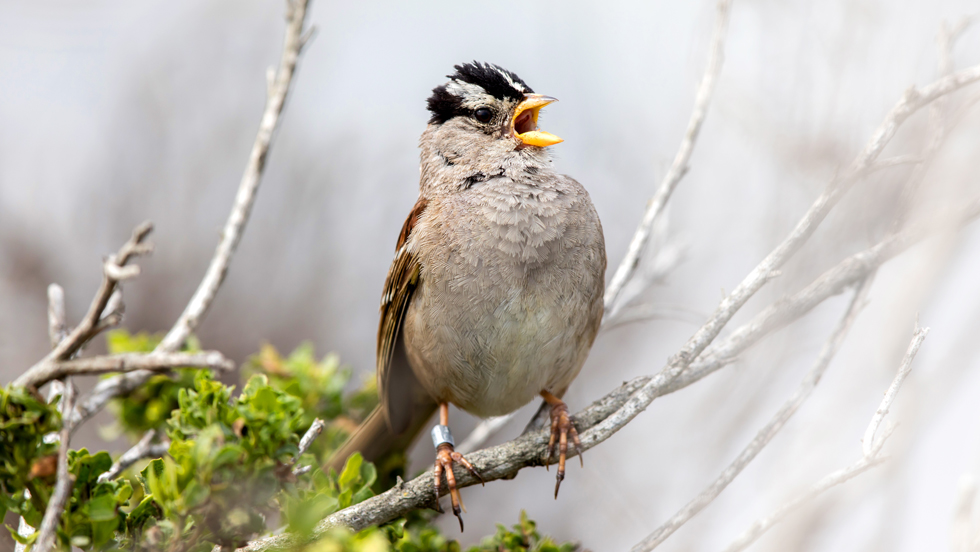 White-crowned Sparrow with a black-and-white striped head singing while perched on a branch.
