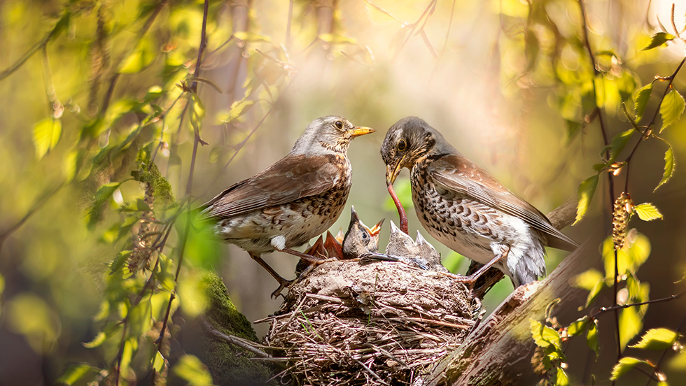 Two adult fieldfare thrushes feeding three chicks in a nest built high in a tree, surrounded by sunlit green leaves.