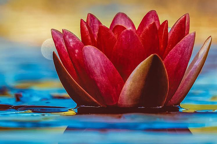 a lotus flower in water