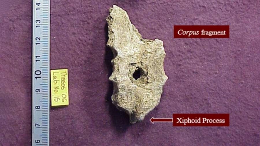 Part of the Ancient Greek man’s fossilized breastbone.