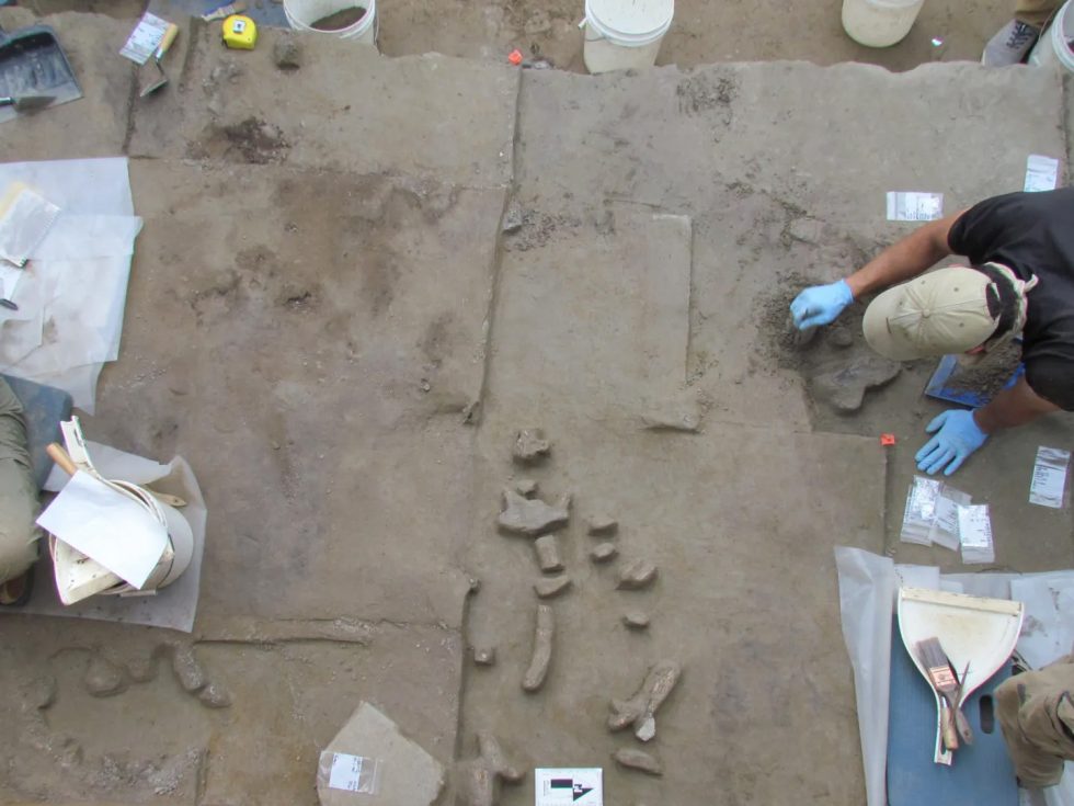 Excavation of a 13,700-year-old mammoth ivory workstation at the Holzman site. (Image credit: B. Wygal)