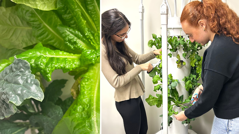 A two-panel image. On the left, a close-up of large, textured green lettuce leaves growing densely together. On the right, two young women use scissors to harvest leafy greens from a white vertical hydroponic tower system mounted indoors, with multiple tiers of flourishing lettuce and greens growing under artificial lighting.