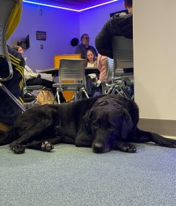 A black dog relaxes on the floor of a college classroom, as students in the background study.