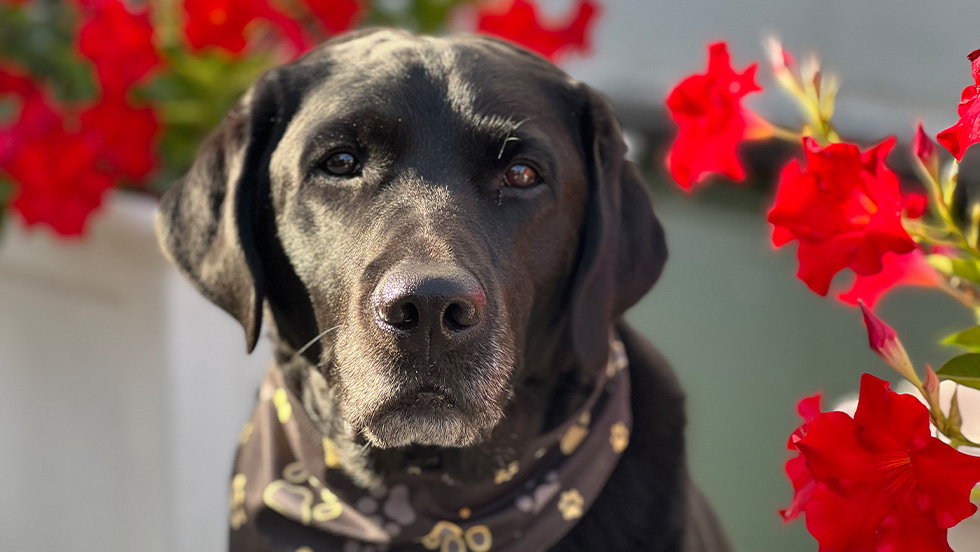 A black Labrador dog looks calmly out at the camera, surrounded by red roses in a portrait shot.