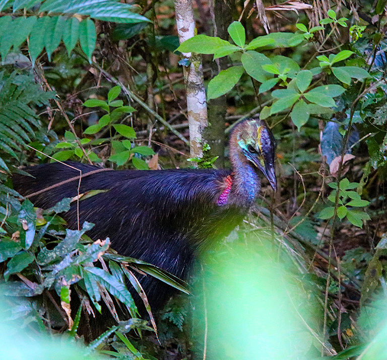 A very large and dark-blue-feathered bird, deep in forest greenery