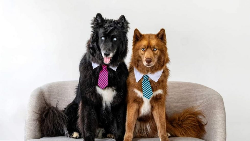 Two dogs on a chair wearing ties.