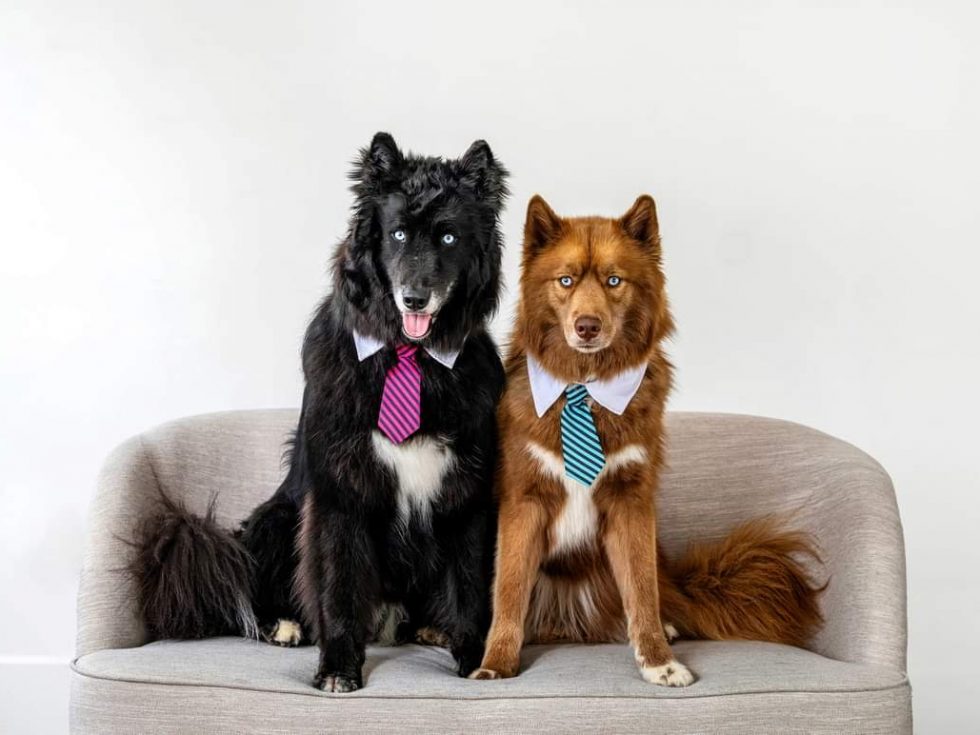 Two dogs on a chair wearing ties.