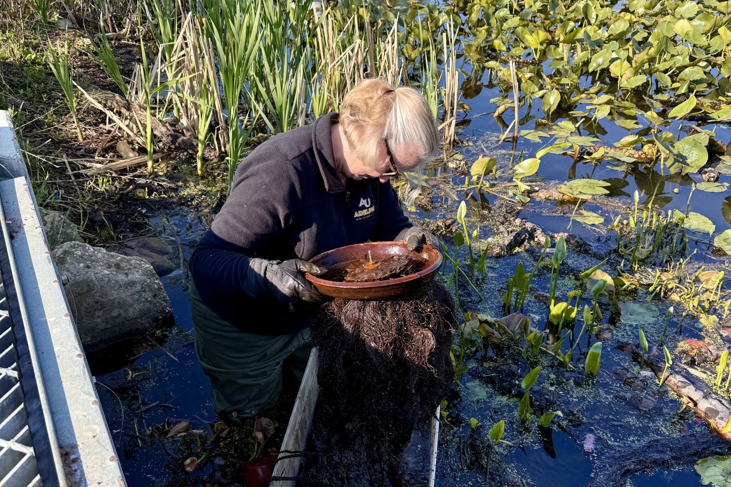 A woman in an Adelphi University fleece and waders stands in a marshy wetland dense with lily pads, lifting a large mass of wet root material out of the water and into a plastic storage bin.