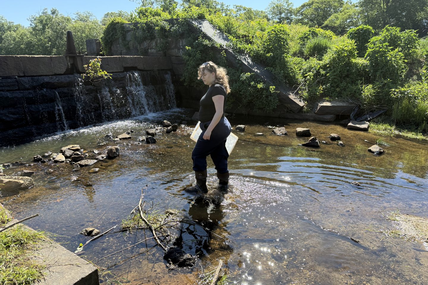 A woman in a black shirt and dark waders stands in a shallow, rocky stream, holding a sampling tray, with a stone dam and small waterfall behind her surrounded by dense summer greenery. 