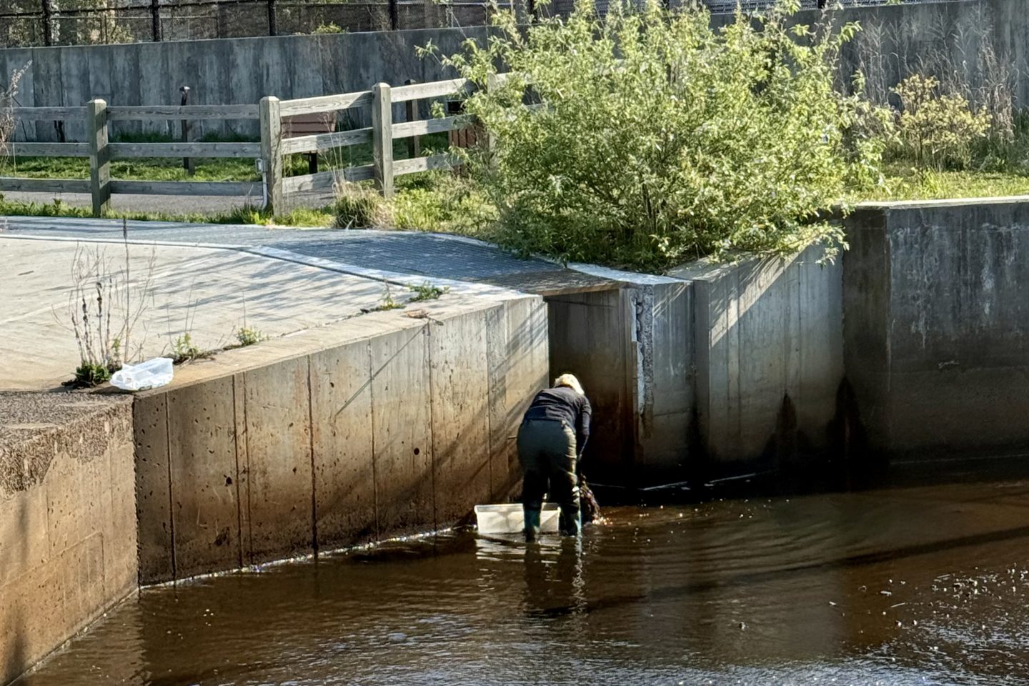 An aerial view of a person in dark clothing wading in a shallow concrete drainage channel near a culvert outflow, collecting samples in a bin, with a residential building and chain-link fence in the background.