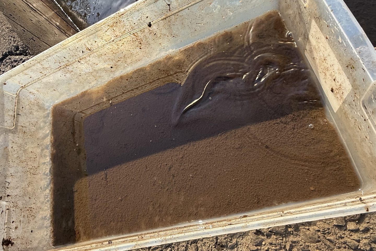 A close-up overhead shot of a plastic bin filled with murky brown water and sediment, containing a small eel-like organism, sitting on a muddy bank next to sunglasses and a storage container.